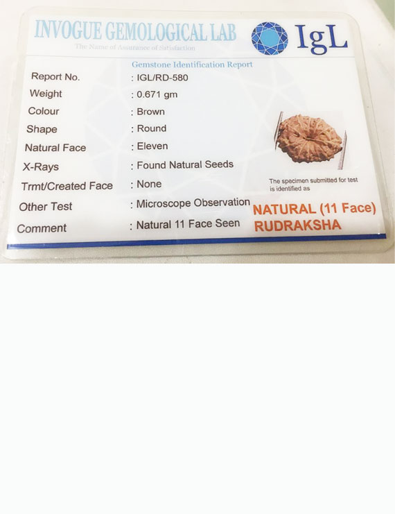 11 Mukhi Indonesia Certified Rudraksha- size - 13.50 mm